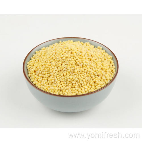 Proso Millet Weight Loss